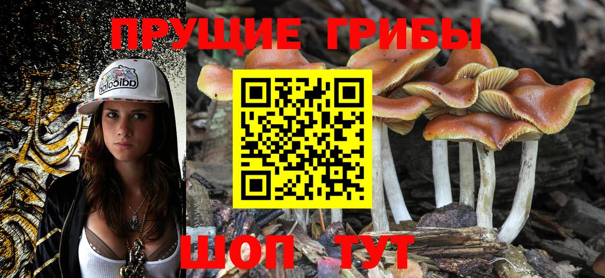 Новодвинск  Галлюциногенные грибы GOLDEN TEACHER  Вход с VPN  Галлюциногенные грибы Psilocybe 